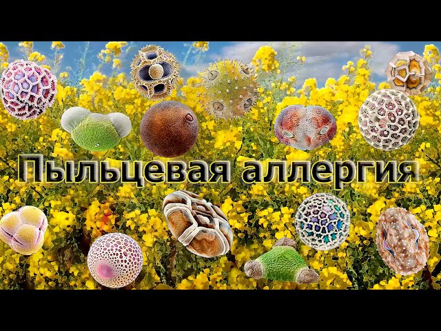 Пыльцевая аллергия